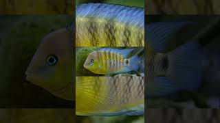 The Blue Eye Cichlid Cryptoheros Spilurus [upl. by Marthe71]