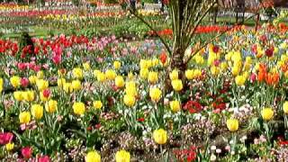 Wonderful display of tulips at the Botanical Garden at Swansea Singleton Gardens Wales [upl. by Deach]