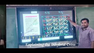 Explaining the Dihybrid Cross [upl. by Rollo]