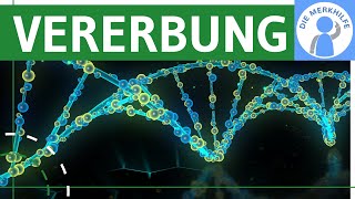 Wie funktioniert Vererbung Chromosomen Theorie Karyogramm amp Menschlicher Lebenszyklus  Genetik [upl. by Attenov]