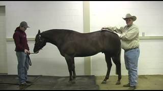 What to look for in a reining horse prospect [upl. by Nnaeed]