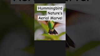 Hummingbird Natures Aerial Marvel [upl. by Earas]