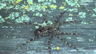 Dark Fishing Spider Pisauridae Dolomedes tenebrosus on Fence [upl. by Oika489]