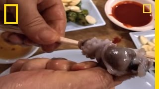 Would You Eat Live Octopus  National Geographic [upl. by Aliac]