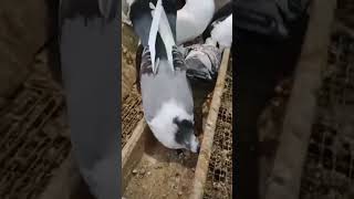 Merpati endemik shotrs shortvideo animals music ternakmerpati pigeon merpati kabootar birds [upl. by Jayme]