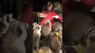 A man with big heart feeding hot dog to hungry Racoons❤️ [upl. by Kennett520]