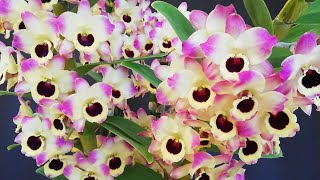 Logra una Floración Impresionante en tu Orquídea Dendrobium nobile [upl. by Ubana]