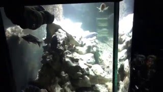 100 gallon African Cichlid aquarium with ocean rock hardscape [upl. by Bak]