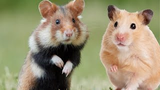 hamster superb sound effect hamster sound to make them come to you [upl. by Yruam289]