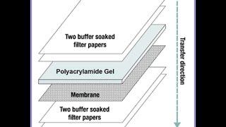 Western Blot  Protein Immunoblot [upl. by Erhard]