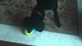 Review West Paw Design Zogoflex Toppl Interactive dog toy [upl. by Mattson195]