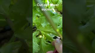 How To Prune Pepper Plants [upl. by Ennayelhsa22]