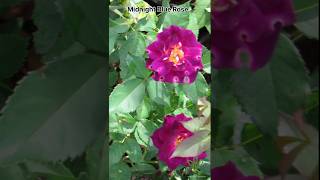 Midnight Blue Rose rose blackrose rosegarden flower purplerose shortvideo ytshorts garden 1 [upl. by Lebna575]