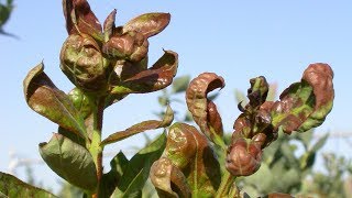 How to Control Thrips in Blueberries [upl. by Lynn]