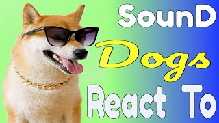 Sounds Dogs React To [upl. by Ahsekahs578]