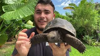 Aldabra Tortoise [upl. by Ahsurej]