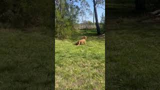 Cavapoo pup is full of energy cavapoo puppy shorts [upl. by Ramey]