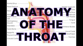 ANATOMY OF THE THROAT [upl. by Kohcztiy]