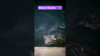 A School Of Big Bull Sharks Cruising Through The Miami Canals miami sharks sharkfishing fishing [upl. by Tenneb]