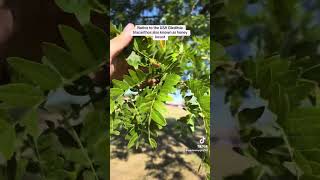 Native tree to the eastern half of the USA Gleditsia triacanthos also known as honey locust [upl. by Navetse662]