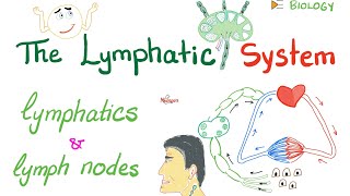 The Lymphatic System  Lymphatics and Lymph Nodes  Immunology  Biology [upl. by Hausmann]