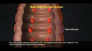 2 Reproductive System of Earthworm 512 1 [upl. by Ikkela424]