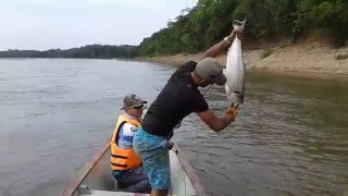 Pesca de Payara Serrania de la Macarena Rio Guayabero  Vampire Fish  Fishing Colombia [upl. by Aicemak]