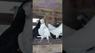 Shock karoo Ghar ki pattoo kaa pigeon kotdwar UK 15 pigeonlove [upl. by Laehcym664]