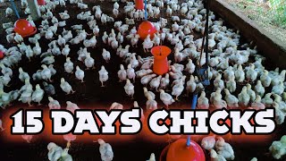 Day 15 chicks  Achievement life memory  15 days chicks [upl. by Niamor]