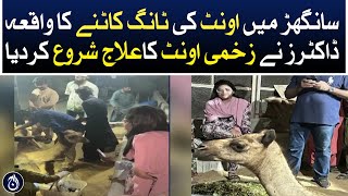 Camel leg chopping incident in Sanghar  Aaj News [upl. by Htial589]