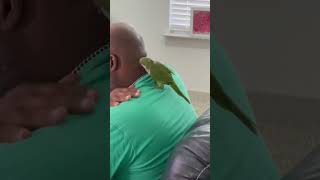 Hanging Out With Pop 🙂Bacon Pancakes cute birds funny pets play parrot [upl. by Kenlee]