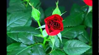 Blooming Red Rose Timelapse [upl. by Atipul]