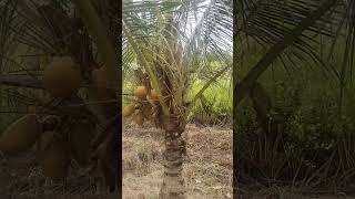 Kebun kelapa Pandan 26 Sept 2024 [upl. by Constantin]