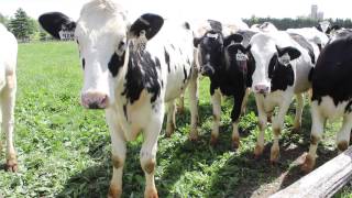 Dairy Farm Sustainability Award winner Clovermead Farms [upl. by Kcered512]