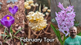 February Flower Tour and Pruning  Rose Edgeworthia Carex St Johns Wort [upl. by Oiratnom801]