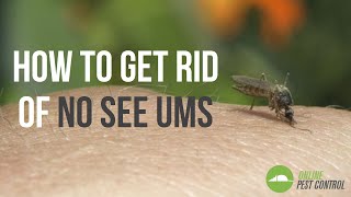 How to Get Rid of No See Ums [upl. by Anenahs]