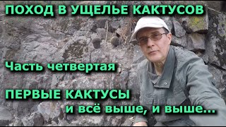 Поход в ущелье кактусов Часть 4 кактусы Чили походвгоры горныйтуризм путешествия приключения [upl. by Abby]