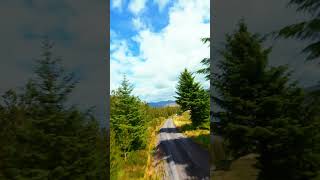 Scottish Summertime Conifers FPV drone flight [upl. by Ahsatam268]