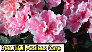 How to grow Azaleas all tips and care [upl. by Harwilll]