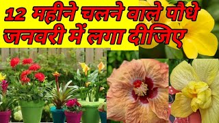 12 महीने चलने वाले पौधे plants to grow in January [upl. by Claiborn160]