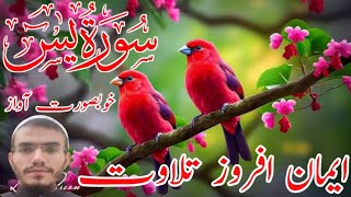 Most beautifull recitation of Surah yaseen  Amaizing tilawat  Heart touching voice  ILM UL QURAN [upl. by Levi459]