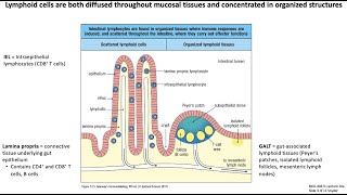 Lecture 10a Mucosal Immunology [upl. by Anuahc317]