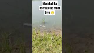 Machhali ko kachhue ne maar Diya FIR note nose ke Kaya shortvideo trending fishing kachhua [upl. by Llemert786]