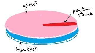 bilaminar and trilaminar embryonic disc  gastrulation  english  DR SAMEH GHAZY [upl. by Jansen]