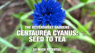 The Bittersweet Gardens Centaurea Cyanus Seed to Tea Cornflower [upl. by Yrannav733]