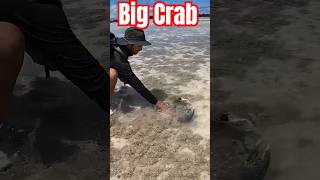 Big Crab catching 🦀 crab mudcrab fishing lobster shorts landcrab seafood cookingviralvideo [upl. by Sension969]