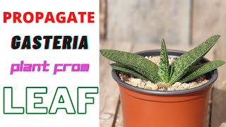 Gasteria  Propagate Gasteria Plant From Leaf  With Result Update [upl. by Sitoiganap]