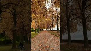 Switzerland 🇨🇭 Morges video travel switzeland shortvideo nature shorts videos automn [upl. by Sharlene]