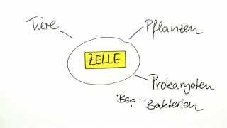 Endosymbiontentheorie  Primäre und Sekundäre Endosymbiose  Biologie  Cytologie [upl. by Wilhelmine19]