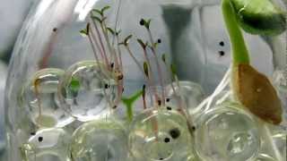 Timelapse Seed Germination on Crystal Soil [upl. by Iram]